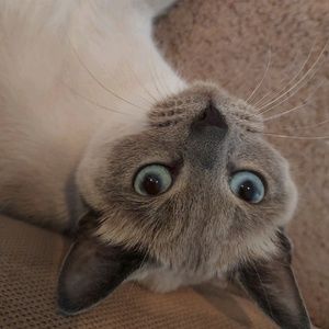 Meet your Posher, William